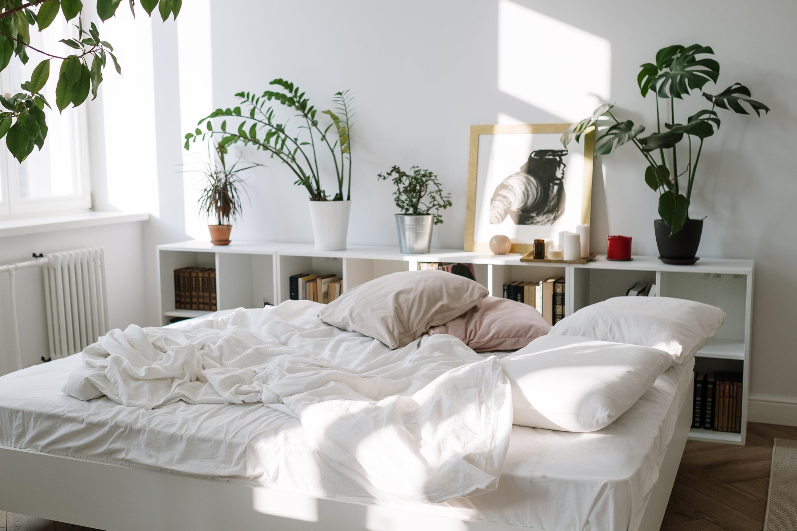 Rośliny doniczkowe oczyszczające powietrze w sypialni
