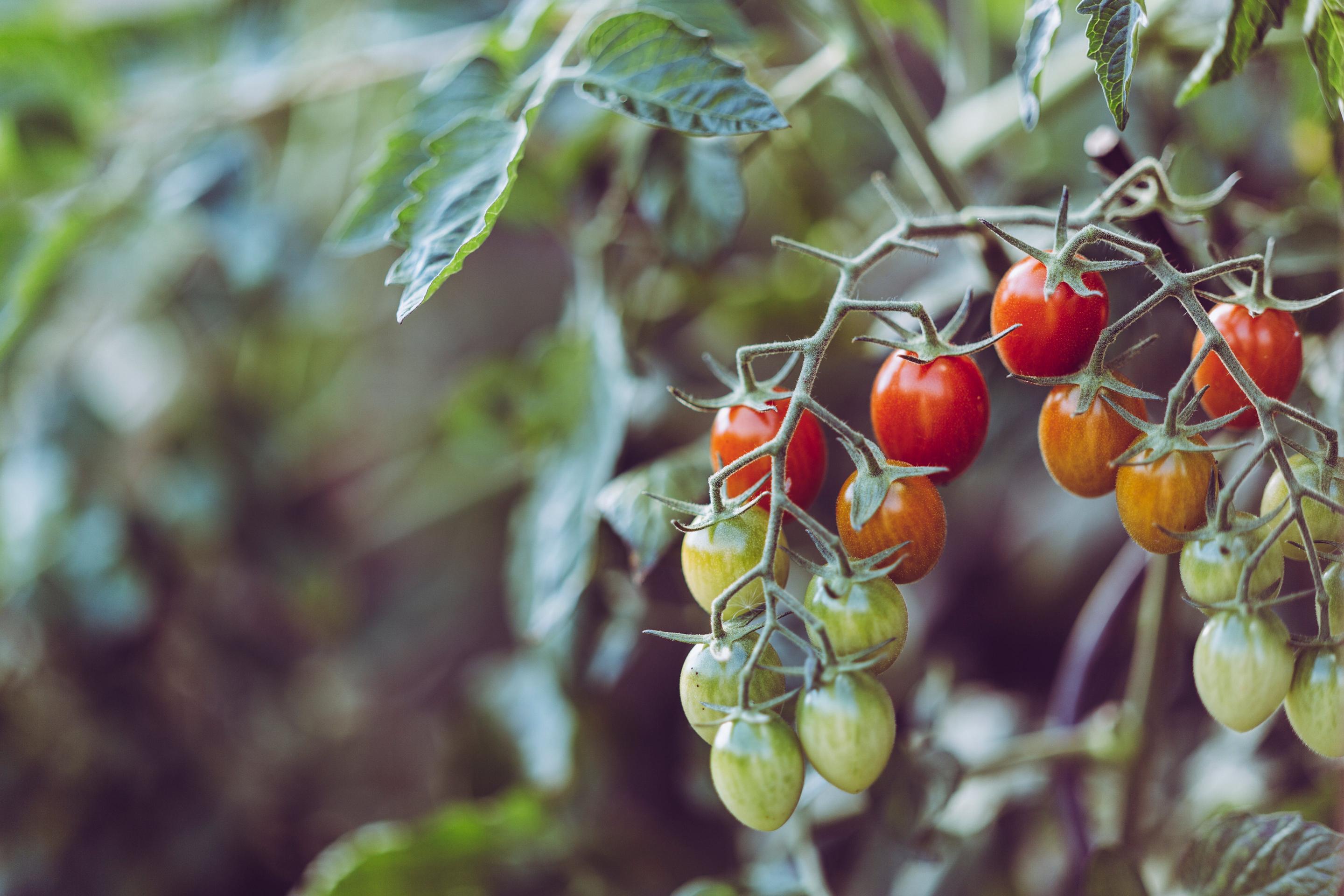 Wybór odpowiedniej odmiany pomidorów do uprawy w ogrodzie