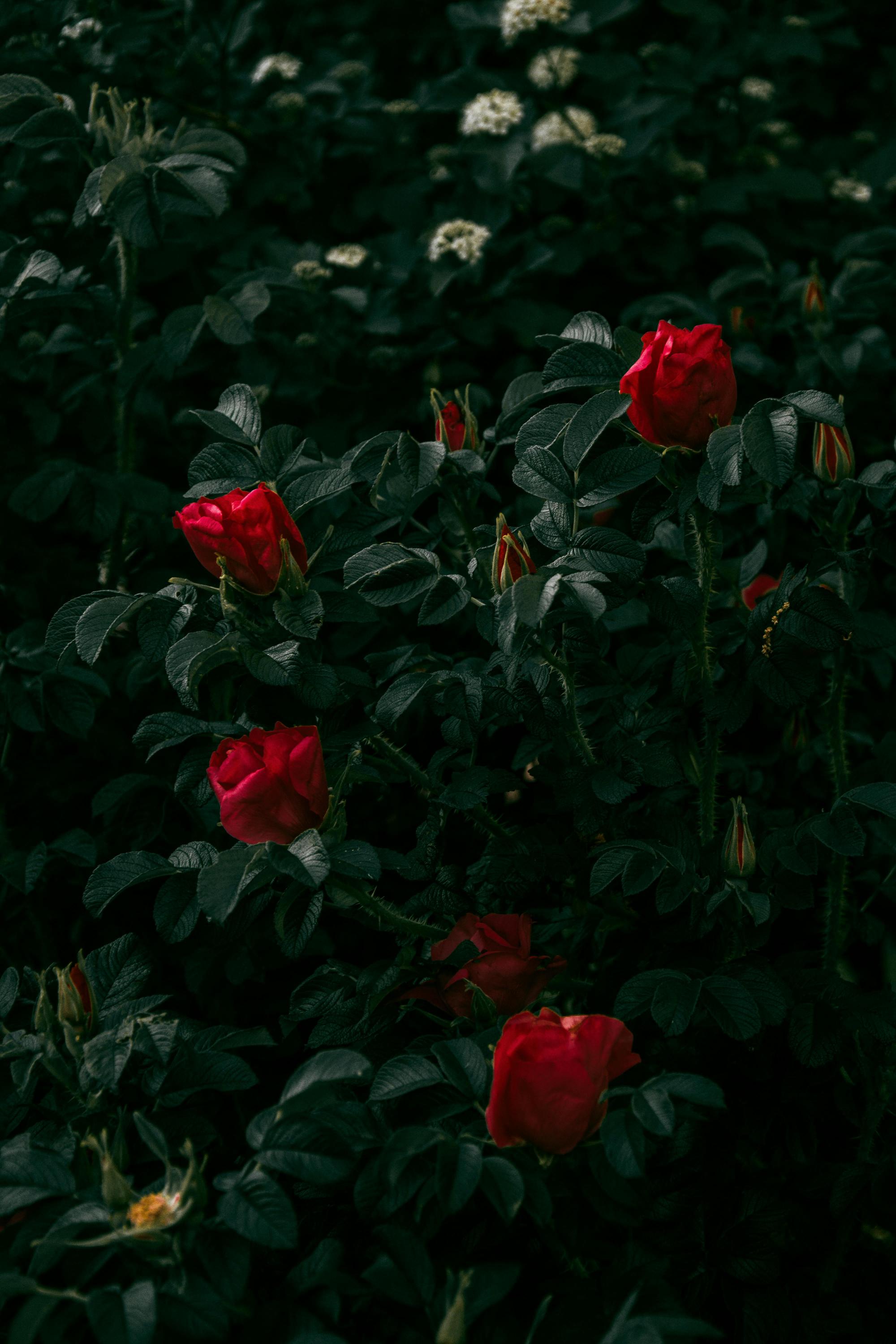 Naturalne metody walki z chorobami róż w ogrodzie