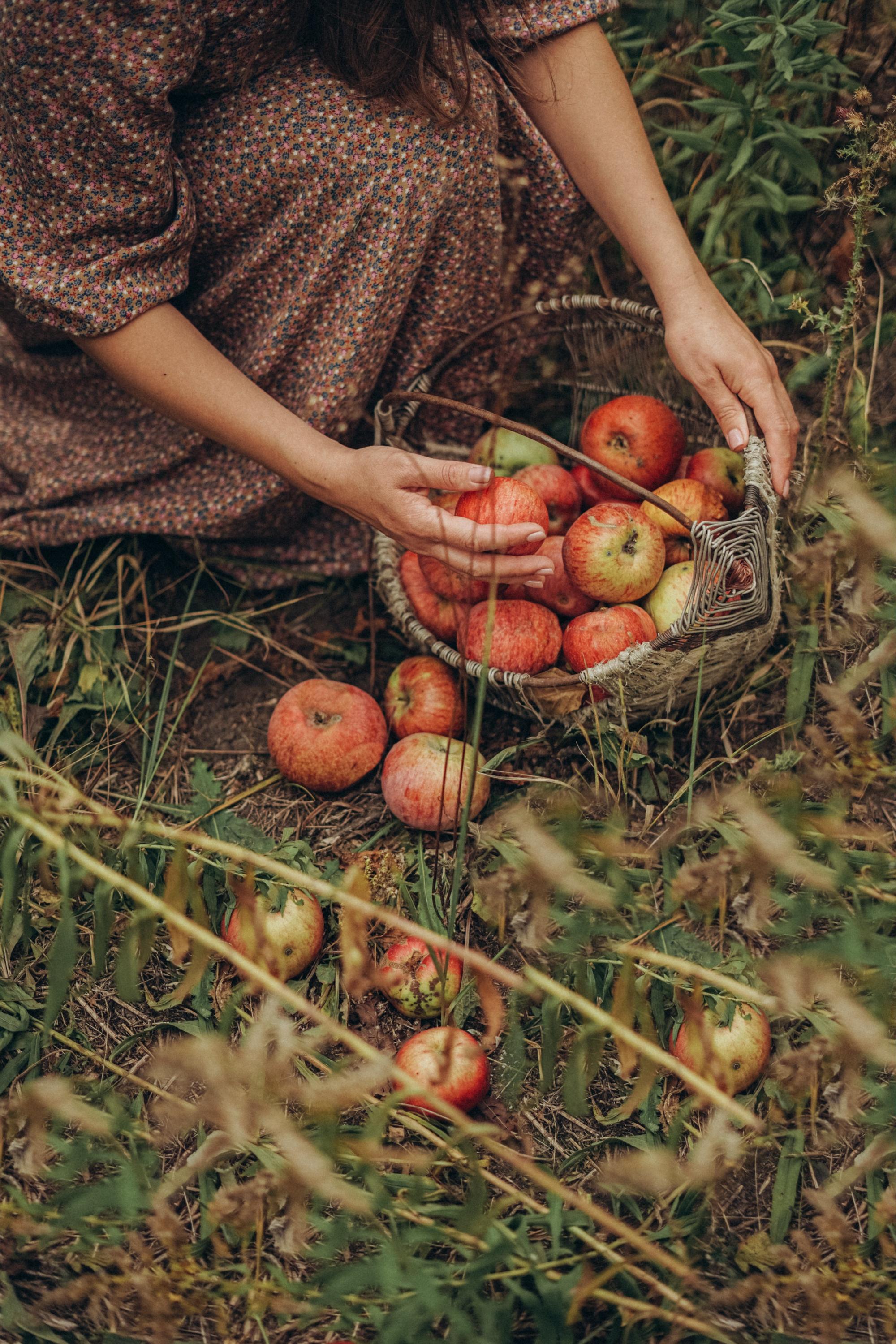 Przegląd najpopularniejszych odmian jabłoni uprawianych w polsce