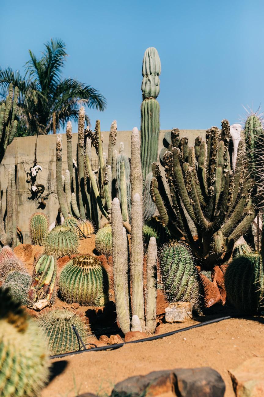 Sukulenty i kaktusy – mistrzowie przetrwania w suchym środowisku